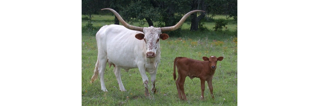 Maryandcalf.jpg
