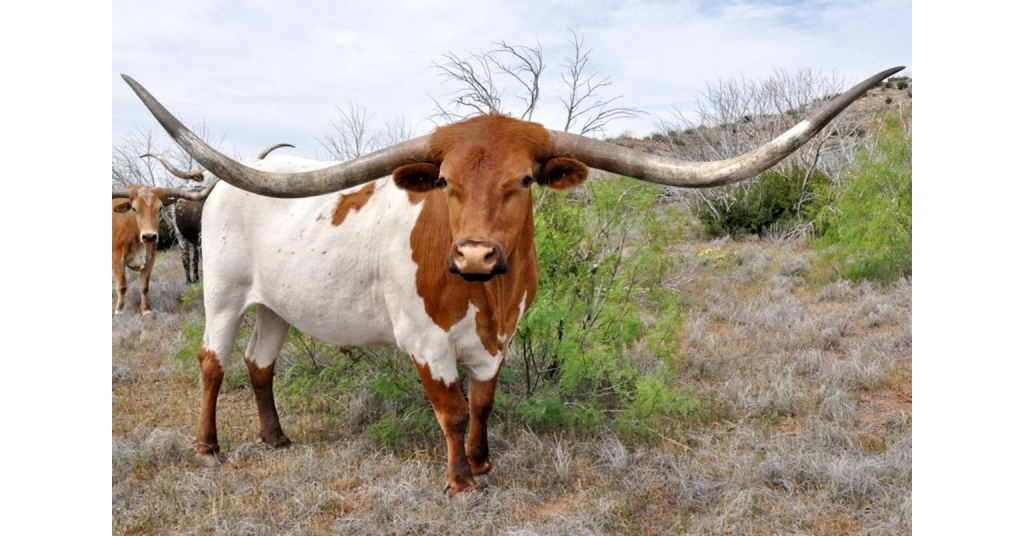 Super-Bowl-Kelsey-Steer-1.jpg